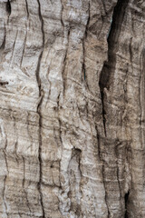 Beautiful background and textured of Fagraea Fragrans, Ironwood, or Tembusu bark details with deeply fissured bark tree.