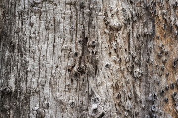 Fototapeta premium Beautiful background and textured of Fagraea Fragrans, Ironwood, or Tembusu bark details with deeply fissured bark tree.