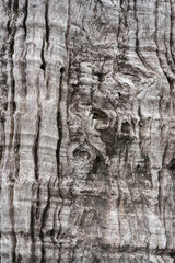 Beautiful background and textured of Fagraea Fragrans, Ironwood, or Tembusu bark details with...