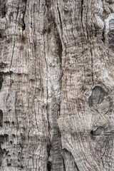 Beautiful background and textured of Fagraea Fragrans, Ironwood, or Tembusu bark details with deeply fissured bark tree.
