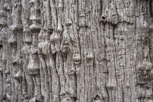 Beautiful background and textured of Fagraea Fragrans, Ironwood, or Tembusu bark details with deeply fissured bark tree.