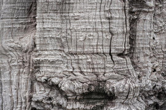 Beautiful background and textured of Fagraea Fragrans, Ironwood, or Tembusu bark details with deeply fissured bark tree.