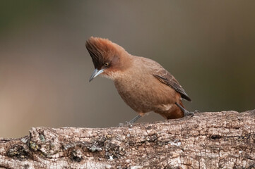 Brown cacholote , in Pampas forest environment, La Pampa province, Patagonia , Argentina