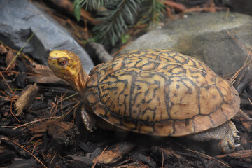 Golden Headed Eastern Box Turtle in the Wild