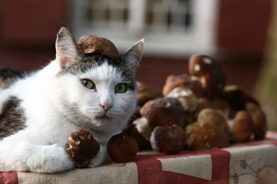  funny cat pic with boletus mushrooms hat closeup photo on country house background