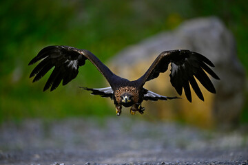 fliegender Steinadler // flying Golden eagle (Aquila chrysaetos)