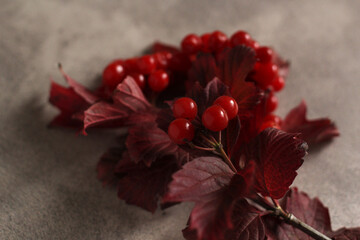 red autumn branch of viburnum with a berry on a gray background with a copy space