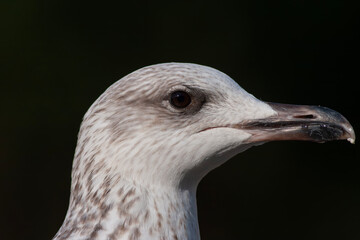 portrait of an amazing seagull with beautiful eyes