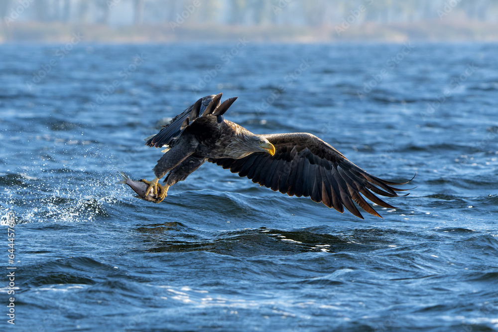 Sticker White Tailed Eagle (Haliaeetus albicilla), also known as Eurasian sea eagle and white-tailed sea-eagle. The eagle is flying to catch a fish in the delta of the river Oder in Poland, Europe.