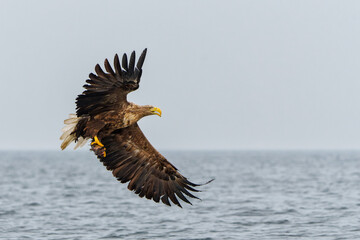 White Tailed Eagle (Haliaeetus albicilla), also known as Eurasian sea eagle and white-tailed sea-eagle. The eagle is flying to catch a fish in the delta of the river Oder in Poland, Europe.