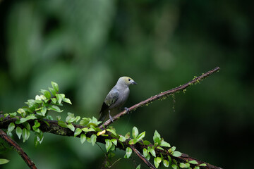 Tangara is a large genus of birds in the family Tangara, of the order of songbirds. It includes exactly 49 species.