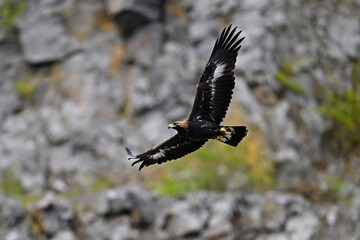 flying Golden eagle // fliegender Steinadler (Aquila chrysaetos)