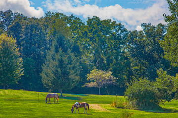 Grazing horses in the meadow