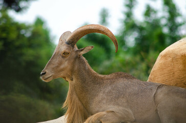 Bighorn sheep, Mouflon a manchettes, wild sheep, Ammotragus lervia profile with blurry green trees background