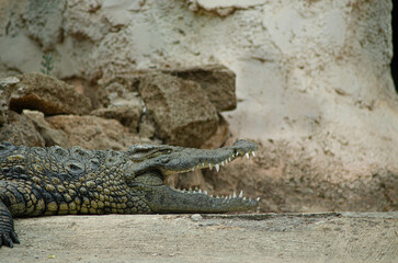 Nile crocodile head with open snout jaws on rocky background a profile view