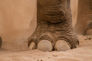 Elephant foot on dusty soil