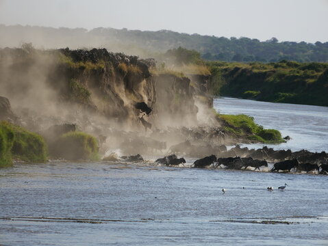 Travers&eacute;e de gnous