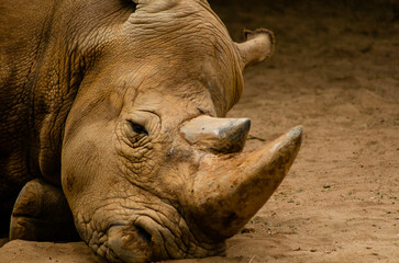 Rhinoceros head resting on the ground
