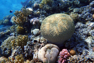 coral reef in the Red Sea