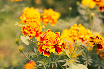 Orange marigold flowers in the garden.