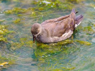 Young moorhen on clear water