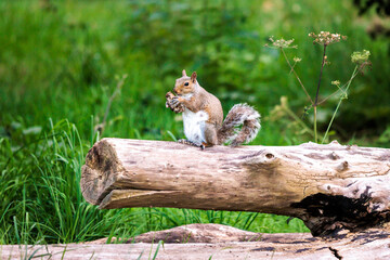Cute tiny squarrel eating on a tree branch
