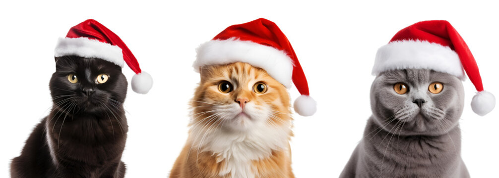 set of cats with santa claus hat, christmas cat  isolated on transparent background - Generative AI