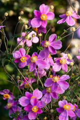 シュウメイギクの花壇