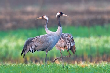 Obraz na płótnie Canvas Common cranes (Grus grus) in the field. Pair of common cranes