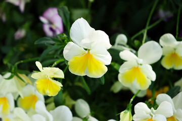 Obraz na płótnie Canvas yellow and white flowers