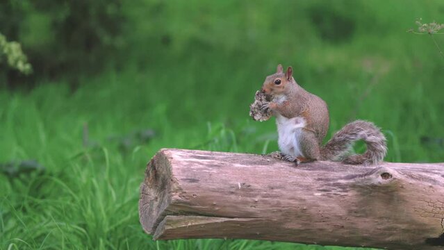 Cute tiny squarrel eating on a tree branch