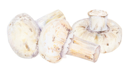 Campignon. Watercolor hand drawn illustration. Clip art, sketch of fungi for cafe, restaurant menu, cooking book, lable, packing of fresh goods, vegan products, vegetable shops, mushroom farms