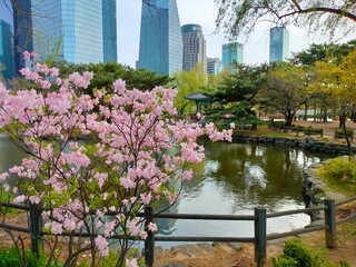 spring in the park. A beautiful park with a traditional building on the background of high office modern glass buildings