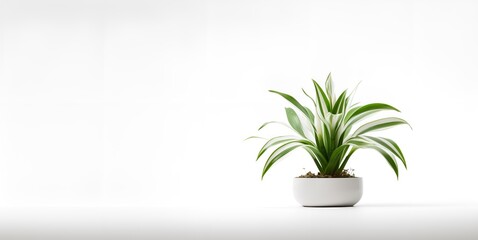 green plants and soil on a white background copy space, ai generative