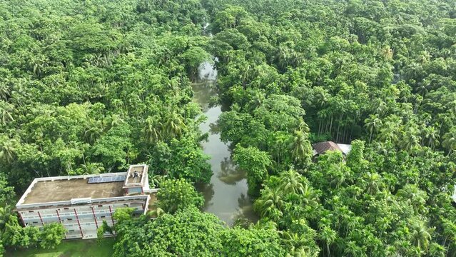 Aerial view of largest guava garden in Swarupkathi, Pirojpur, Barisal, Bangladesh.