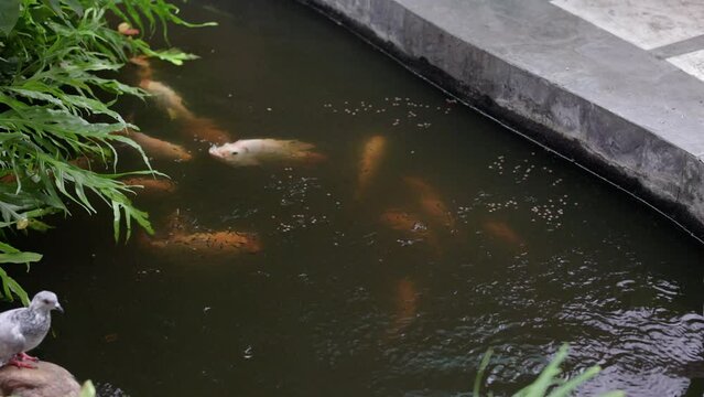A group of Ruby fish are eating food in the pond. Ruby fish is a fish that was developed from Nile Tilapia fish.