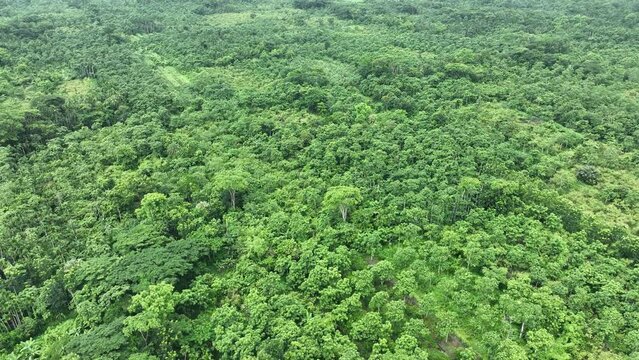 Aerial view of largest guava garden in Swarupkathi, Pirojpur, Barisal, Bangladesh.