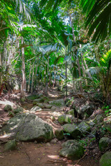 Hiking on a footpath in the tropical rainforest of the Morne Seychellois National Park, Mahé island Seychelles