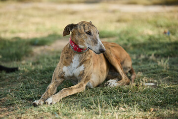 portrait of a dog in a shelter waiting for adoption