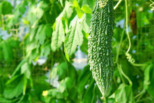 Bitter Melon Hanging in Greenhouse