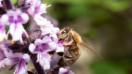 bee on pink flower