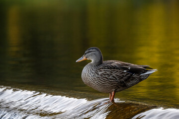duck on the lake
