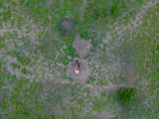 A asiatic water buffalo on a swamp in a field photographed from above by a drone. Concept of...