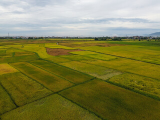 Golden rice fields during harvest season photographed from above. Peaceful countryside landscape. Taken with Flycam.