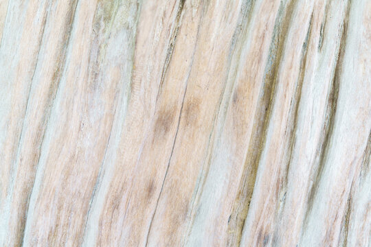 Old white wood pattern with black and brown pattern infiltrated. In the pattern of the wood grain, which this wood grain image can be used as a teaching aid or a black ground image.