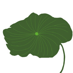 Green leaf of lotus