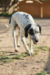 dog portrait waiting to be adopted in a shelter