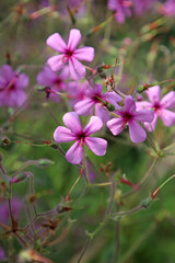 Fototapeta premium Macro image of Giant Herb Robert blooms, Derbyshire England 