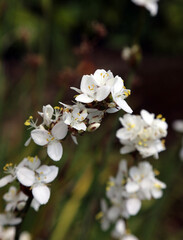 Macro image of New Zealand Satin Flower blooms, Nottinghamshire, England
