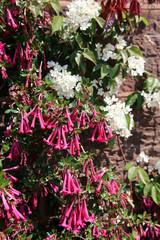 Sunlit Rhododendron Praetervisum blooms, Somerset, England
